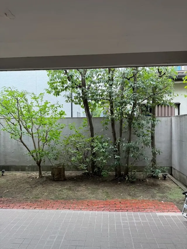 兵庫県西宮市Ｍ様剪定作業