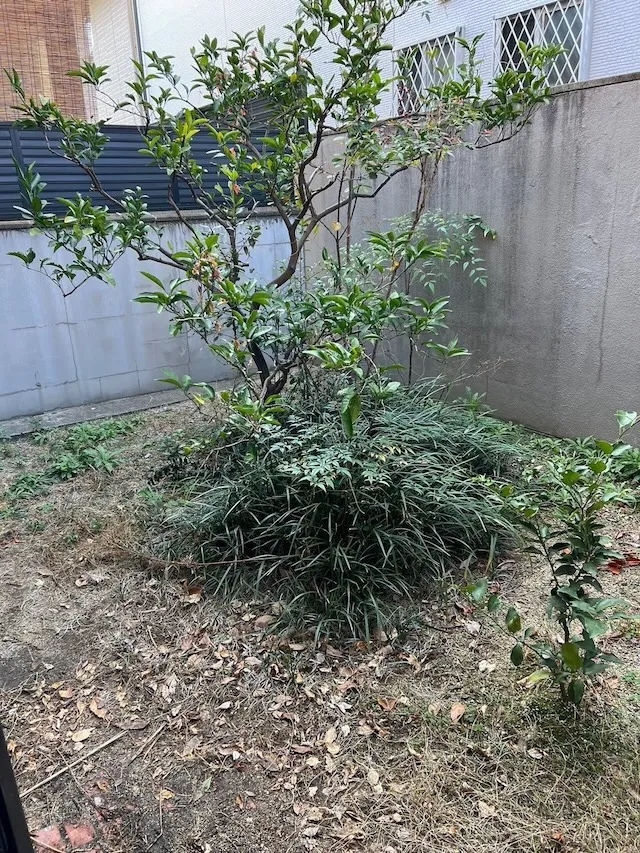 兵庫県西宮市Ｍ様伐採伐根除草整地